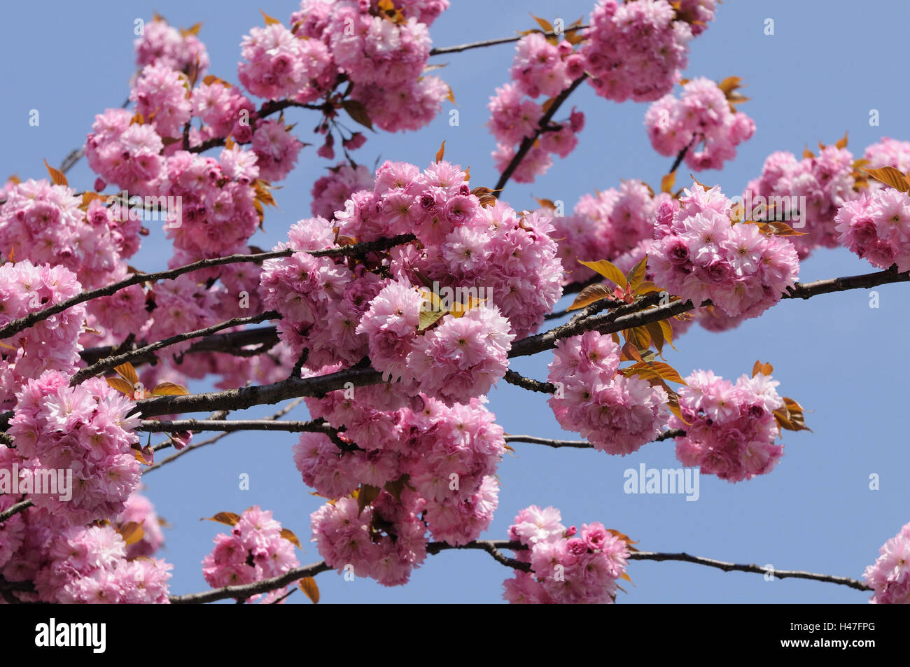 Japanese cherry, Prunus serrulata, oriental cherry, Austria, Stock Photo