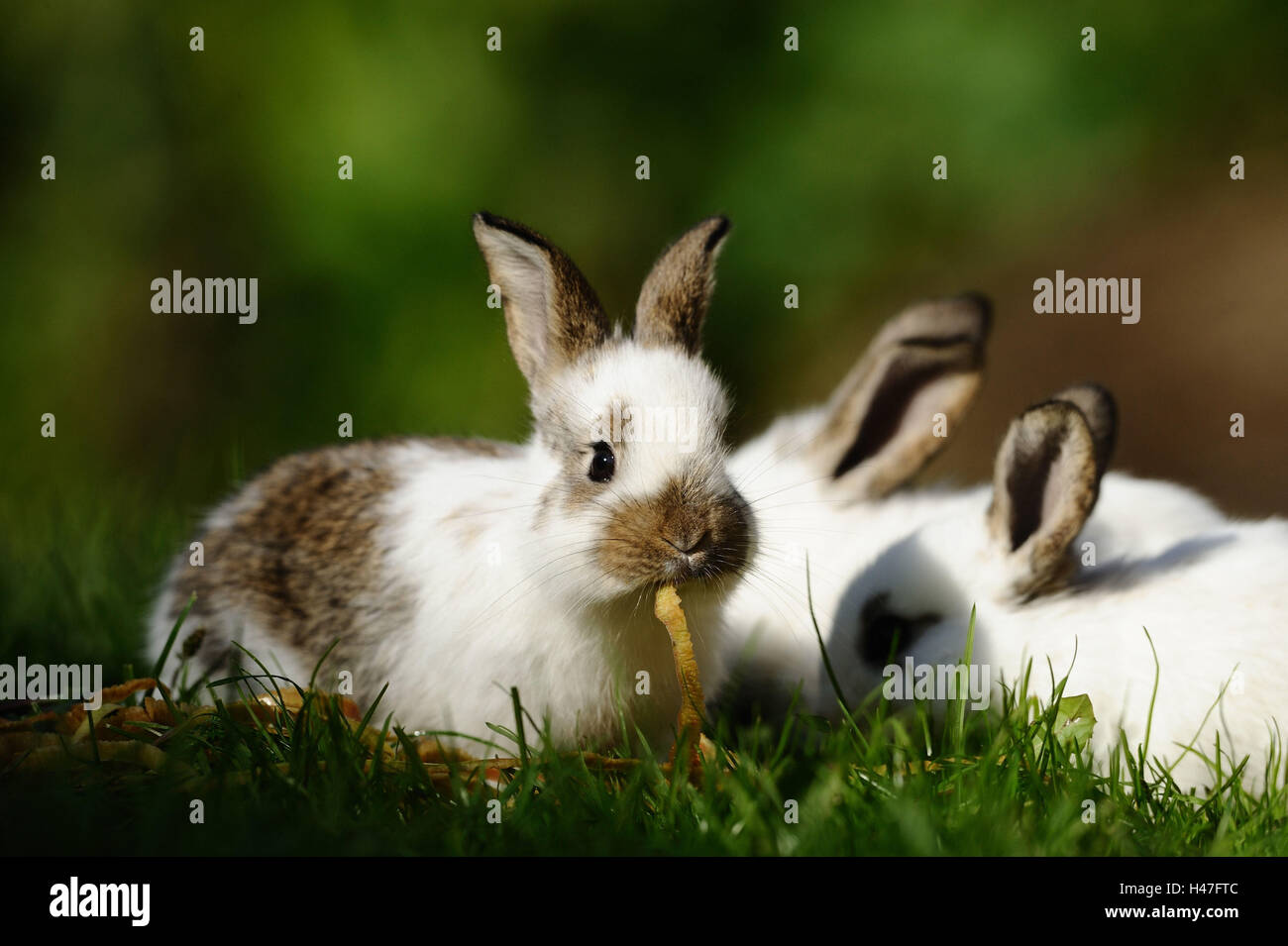 House rabbits, young animals, meadow, side view, sit, eat, apple skins