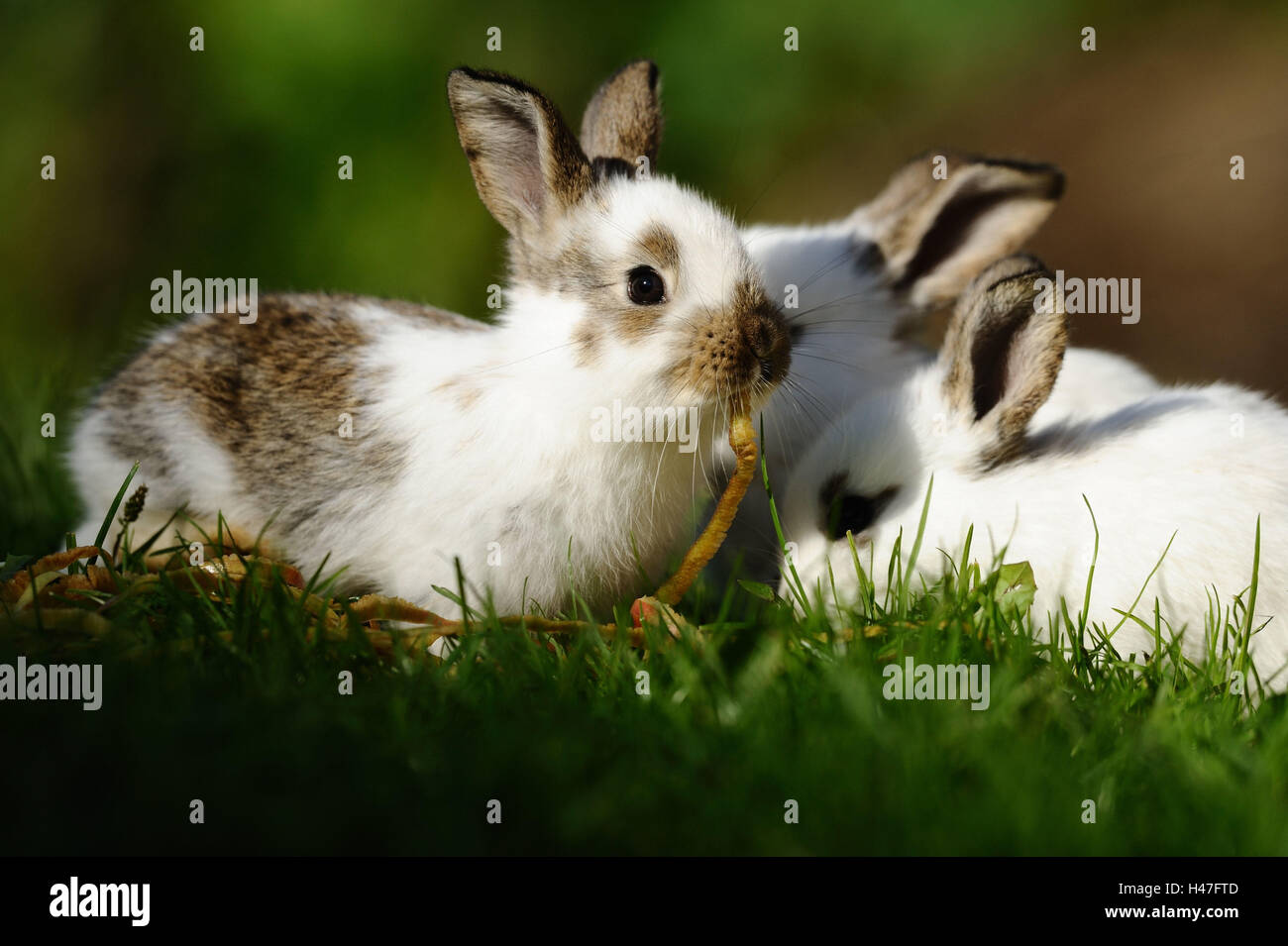 Domestic rabbit, young animals, meadow, side view, sitting, eating