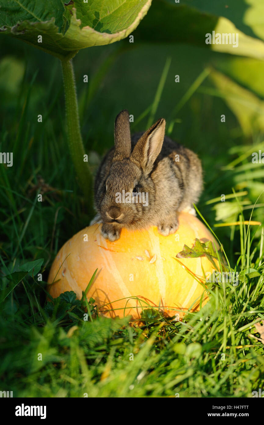 Domestic rabbit, young animal, pumpkin, front view, sitting Stock Photo ...