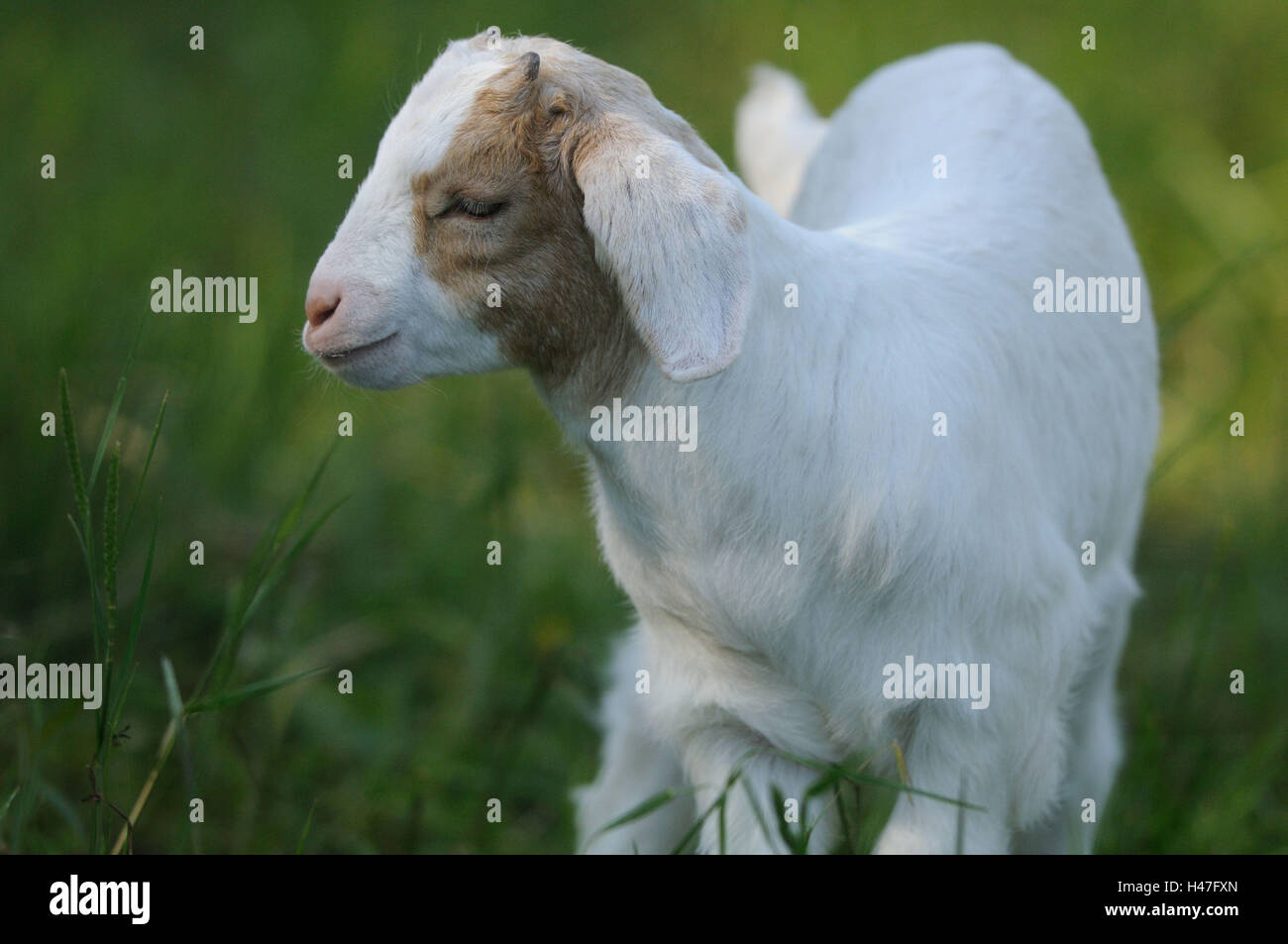 Boer goat, young animal, meadow, front view, standing, Stock Photo