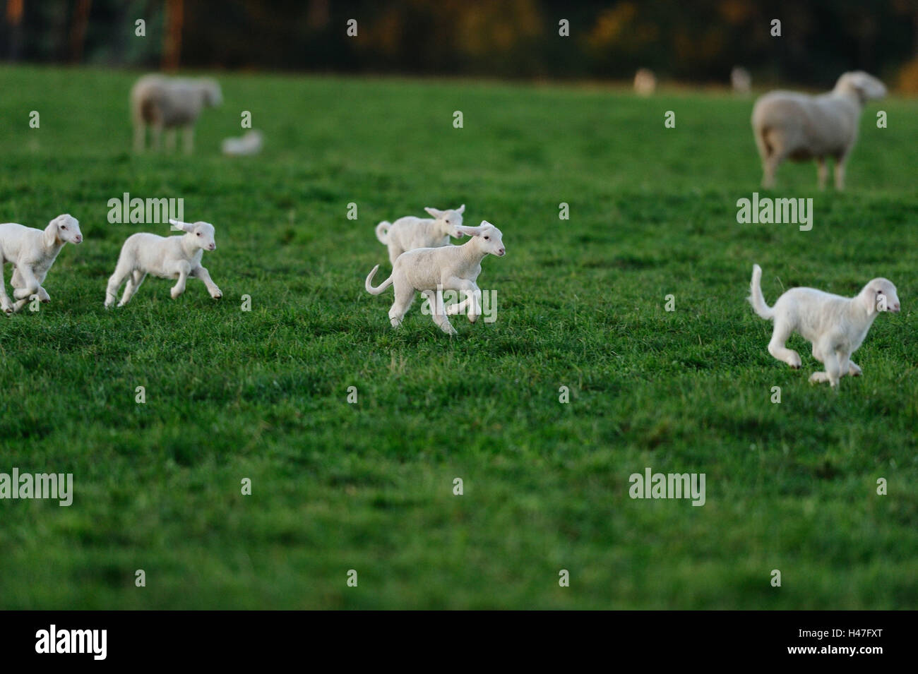 Domestic sheep, Ovis orientalis aries, lambs, side view, running, Stock Photo