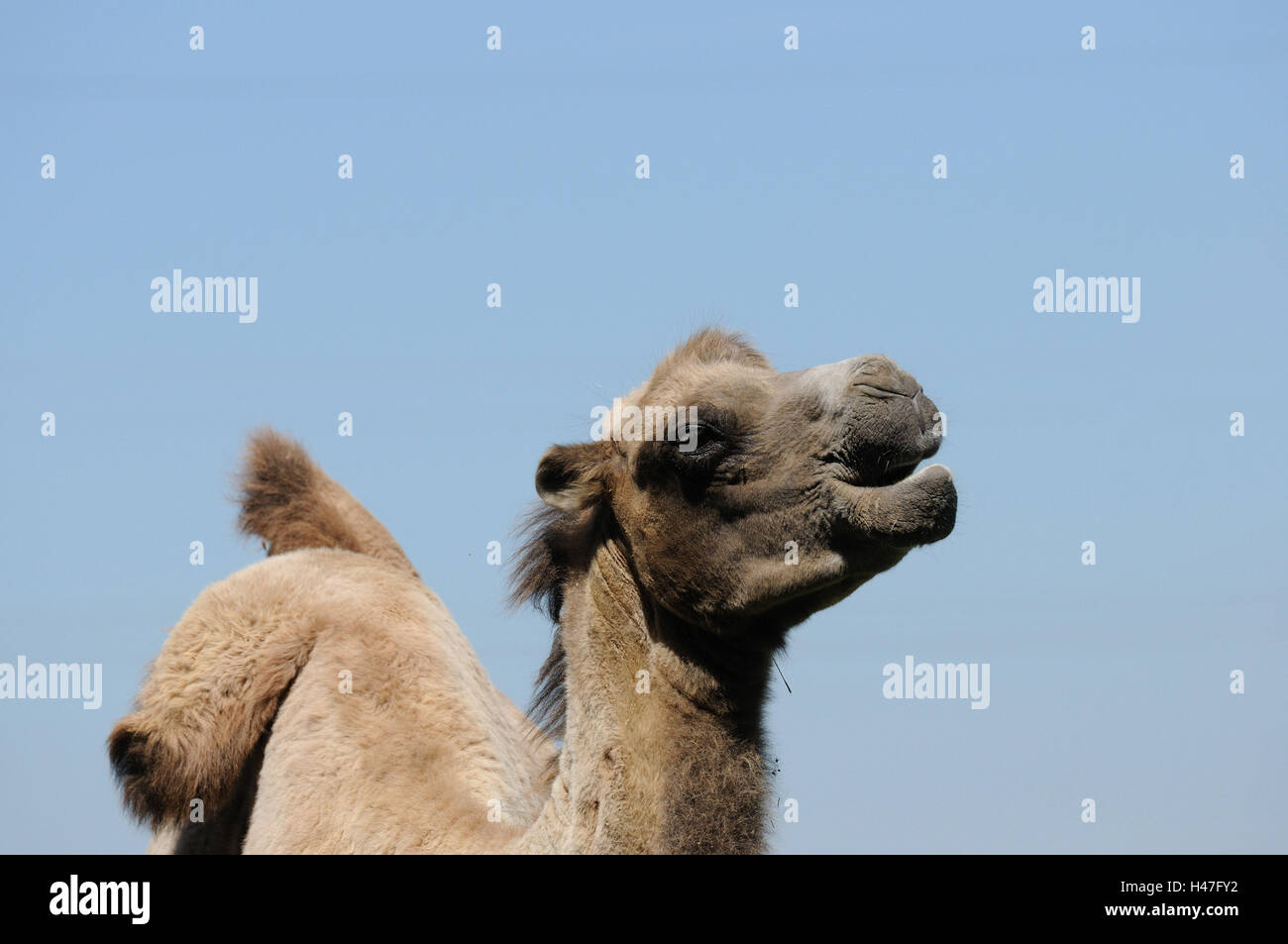 Blockhead animal, Camelus bactrianus, half portrait, head-on, view in the camera, Stock Photo