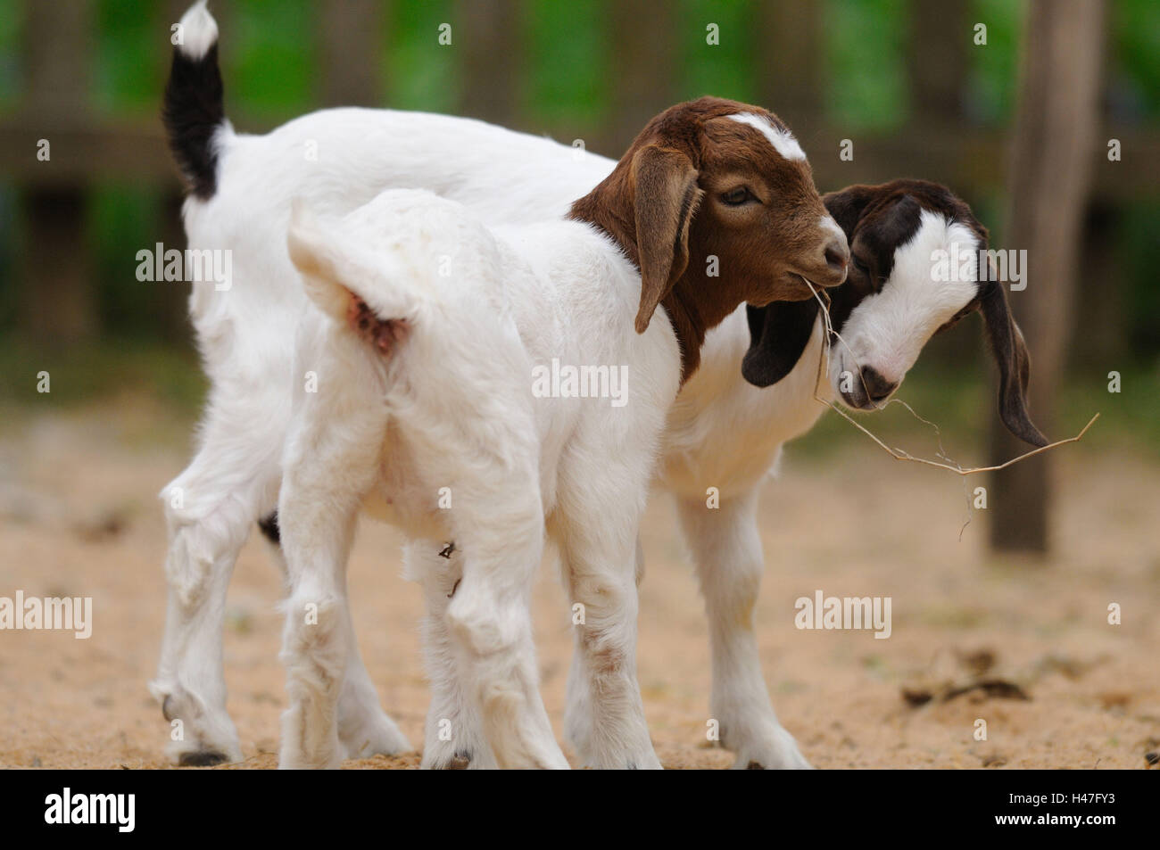 Boer goats, young animals, side view, standing, looking at camera Stock