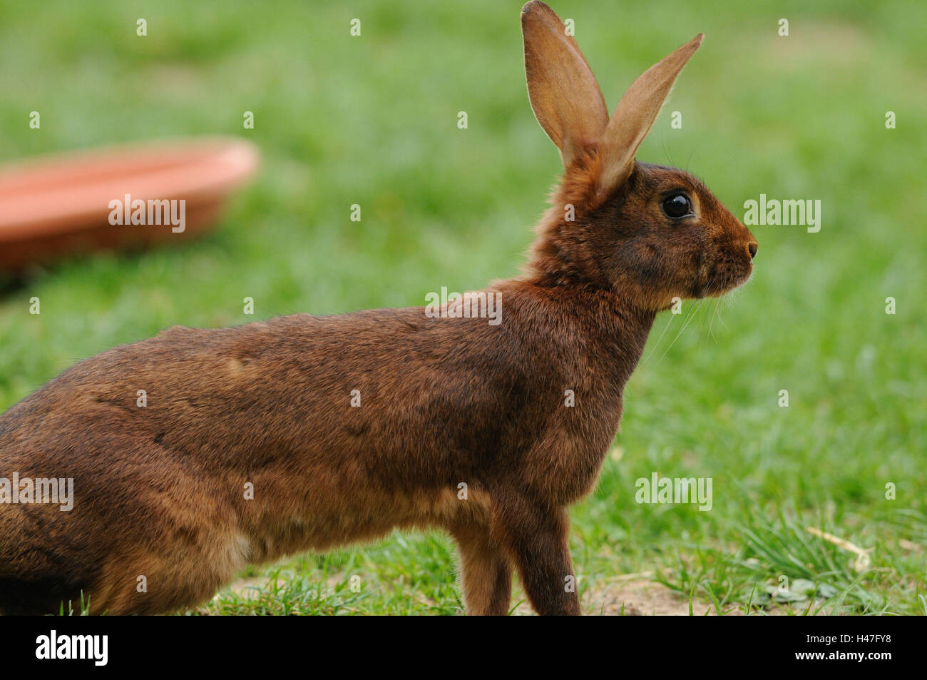 Red New Zealander, meadow, side view, sit, Stock Photo