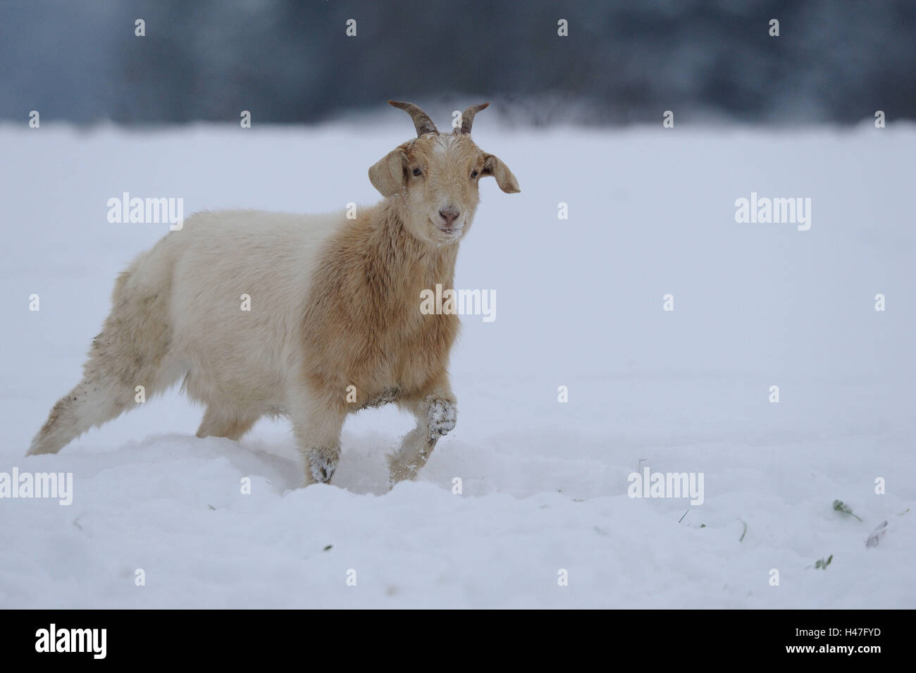 Boer goat, side view, walking, Looking at camera, snow, winter, Stock Photo