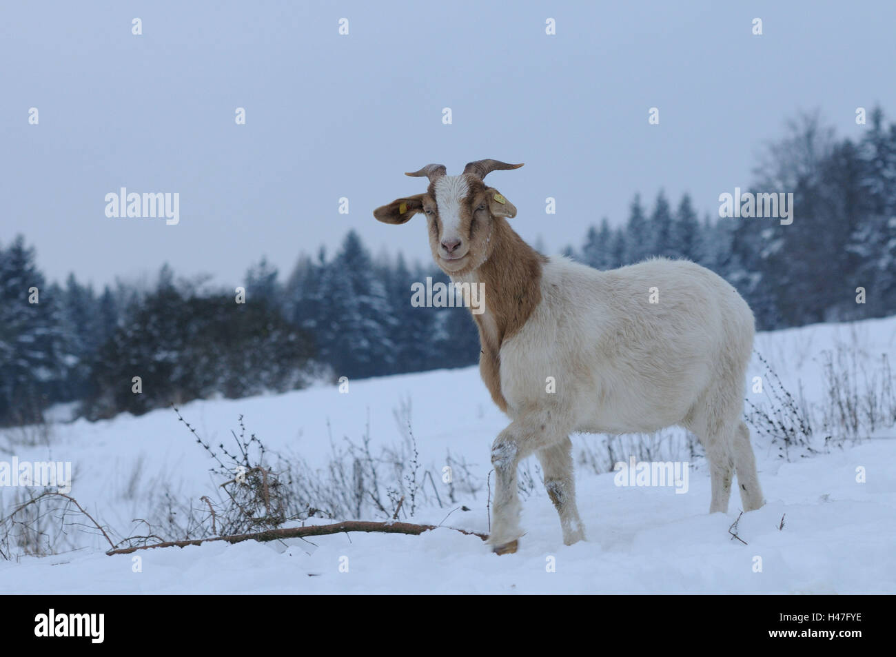 Boer goat, side view, standing, Looking at camera, snow, winter, Stock Photo