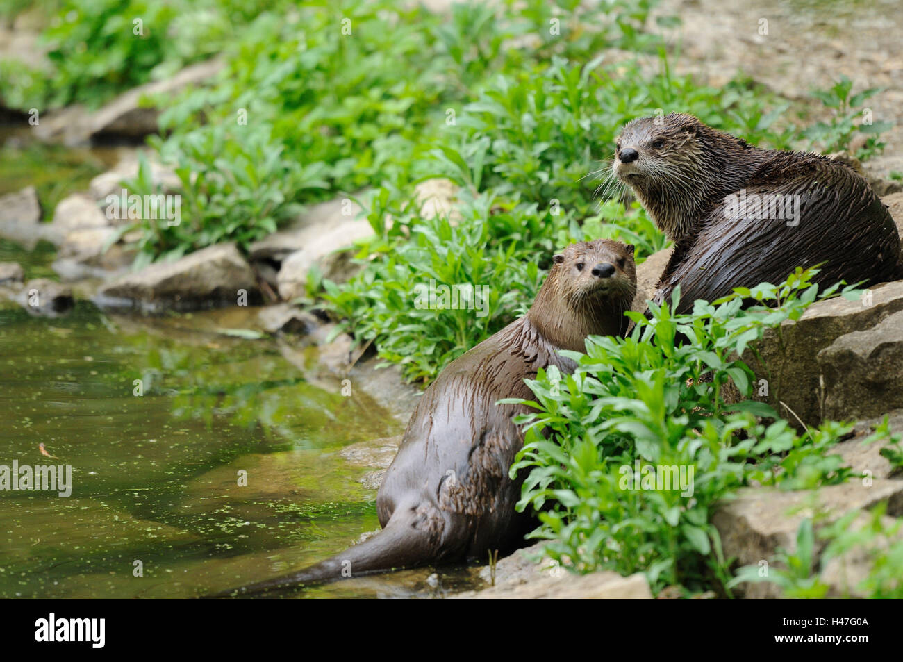 Northern river otters, Lutra canadensis, shore, side view, lying, looking at camera, Stock Photo