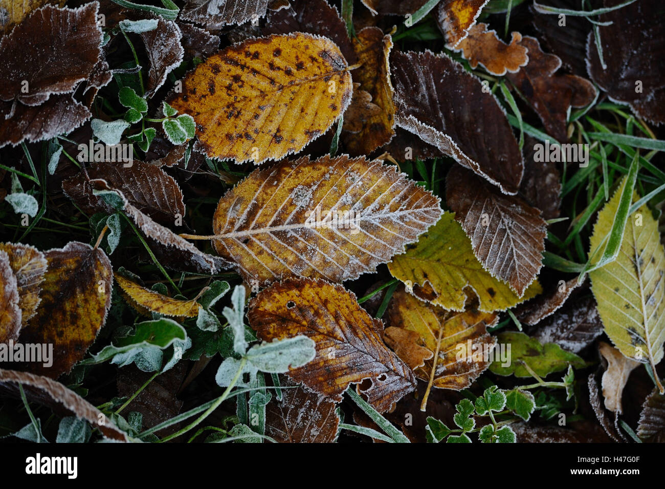 Hornbeam leaves, autumn foliage, staining, Bavaria, Germany, Stock Photo