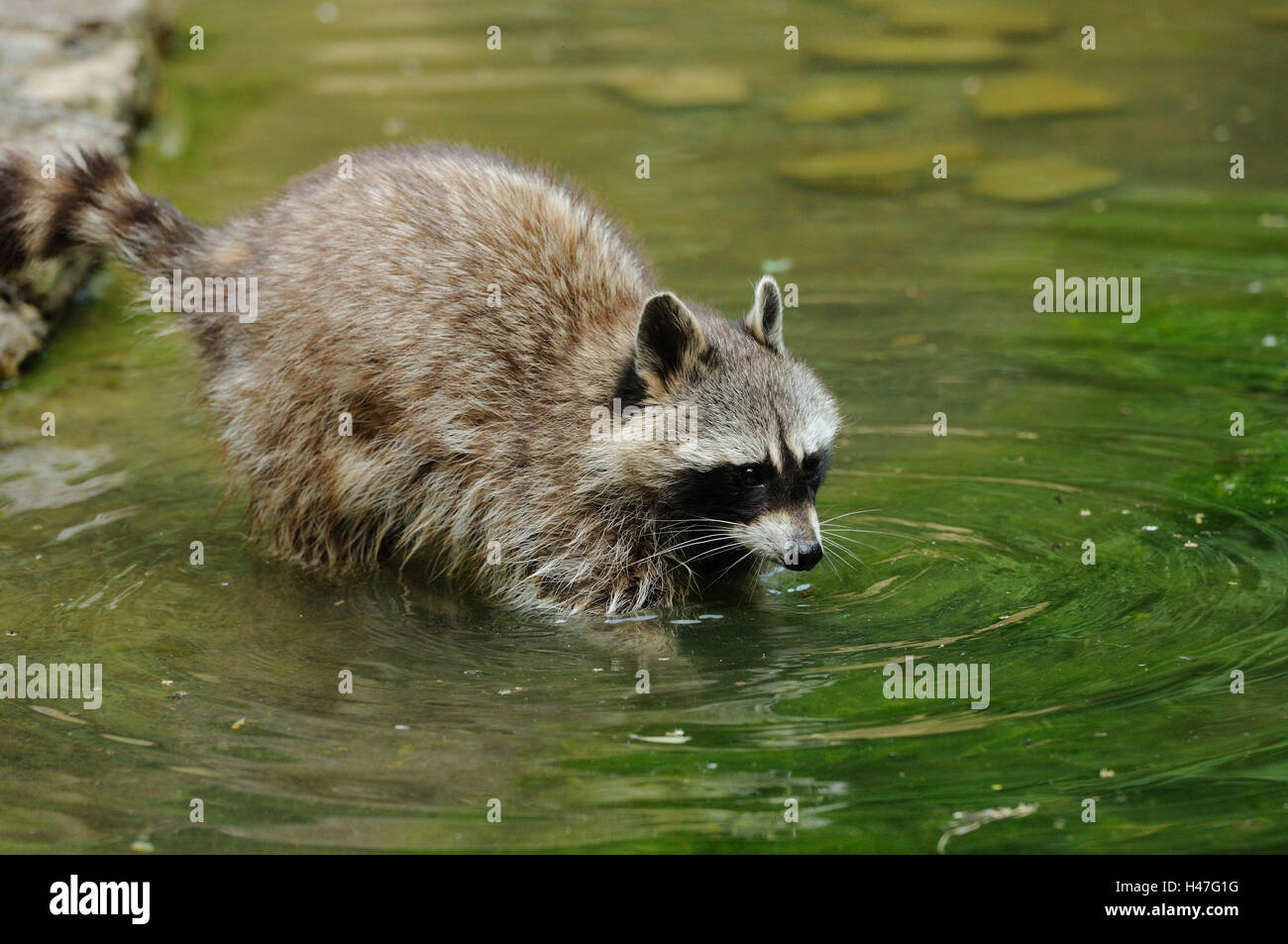 Racoon, Procyon lotor, water, side view, stand, Stock Photo