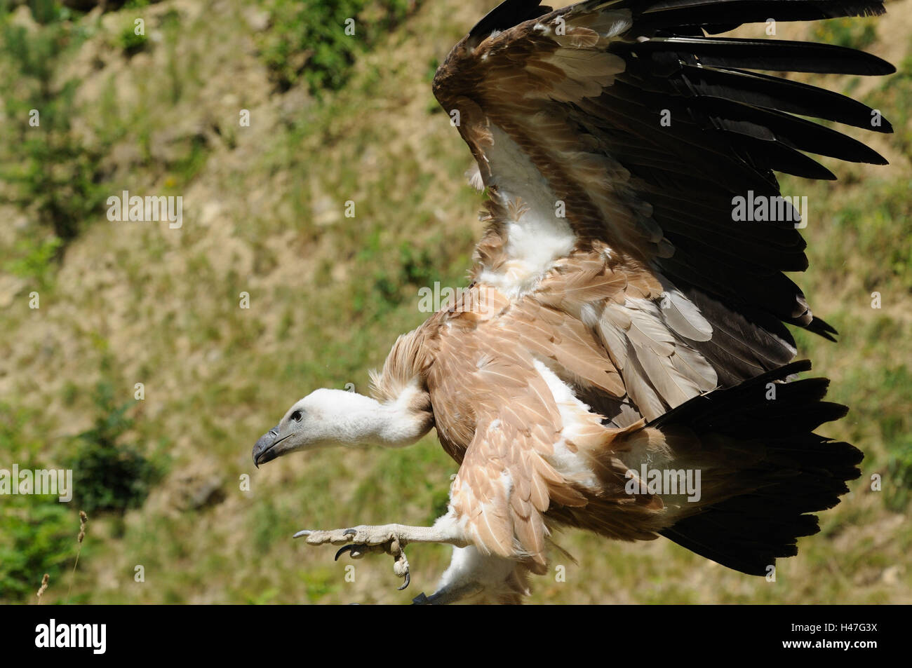 Goose's vultures, Gyps fulvus, side view, fly, focus on the foreground, Stock Photo