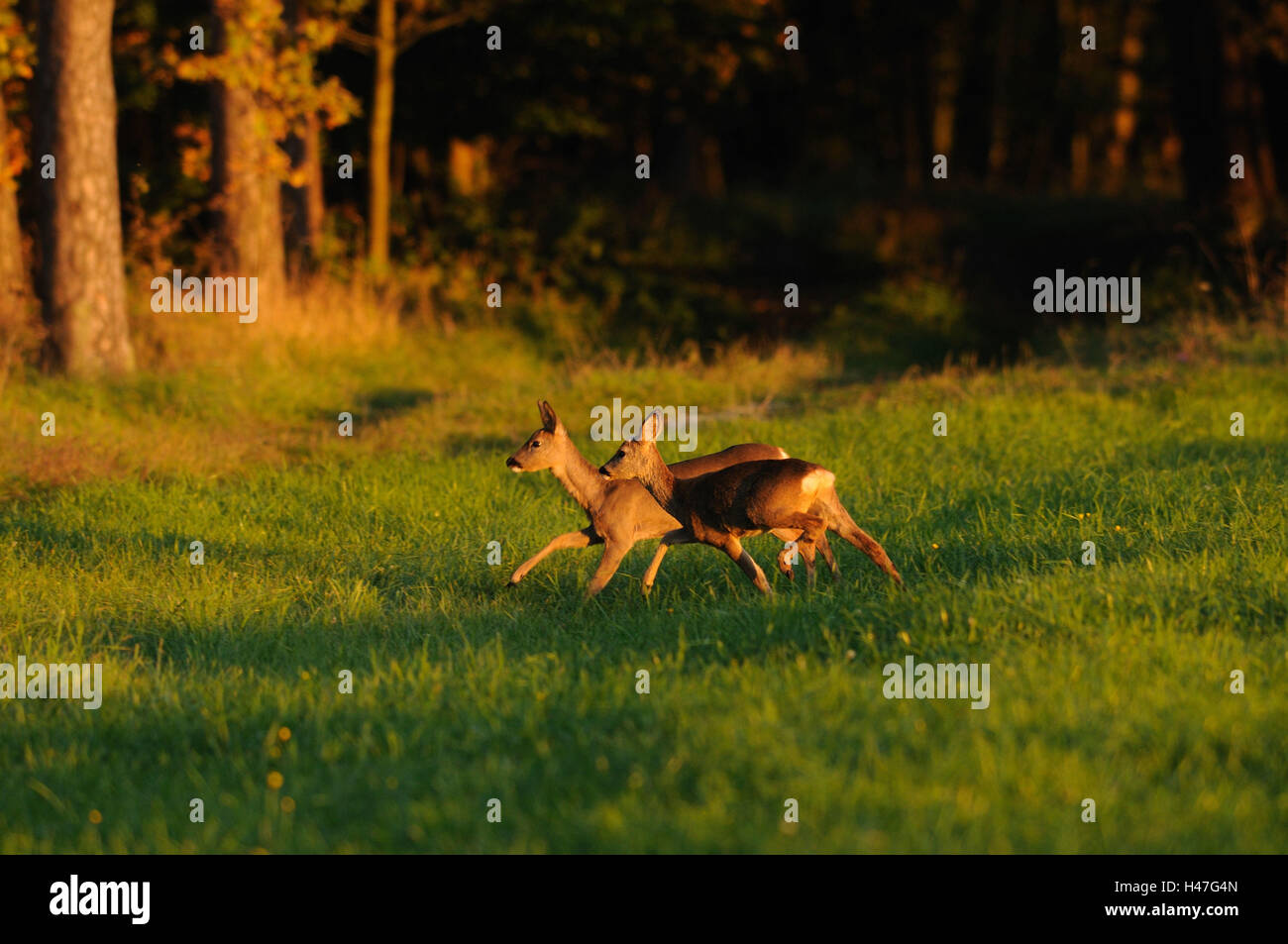 Venisons, Capreolus capreolus, side view, run, meadow, edge the forest, Stock Photo
