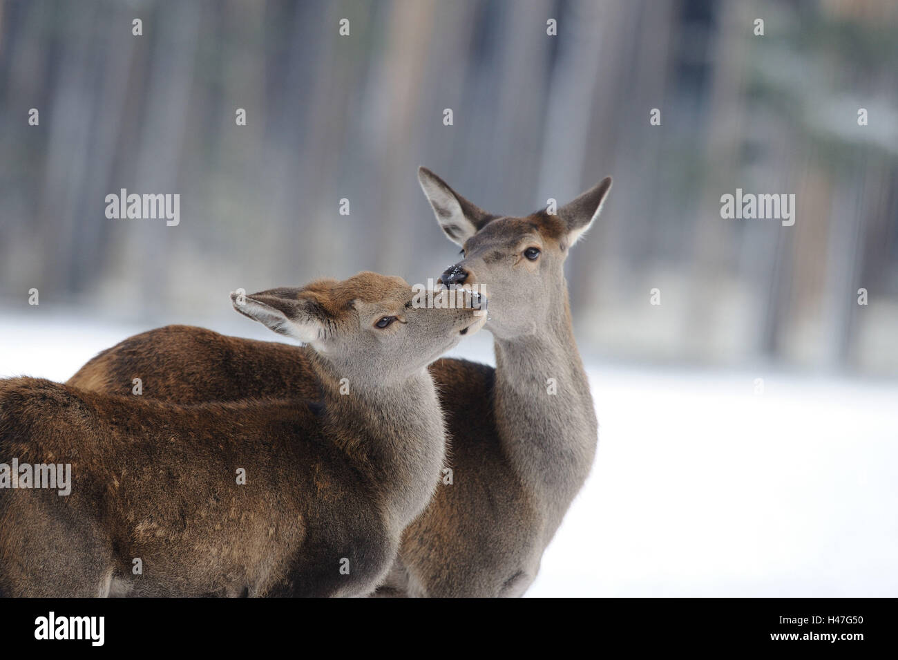 Red deer, Cervus elaphus, females, cuddling, snow, winter, Stock Photo