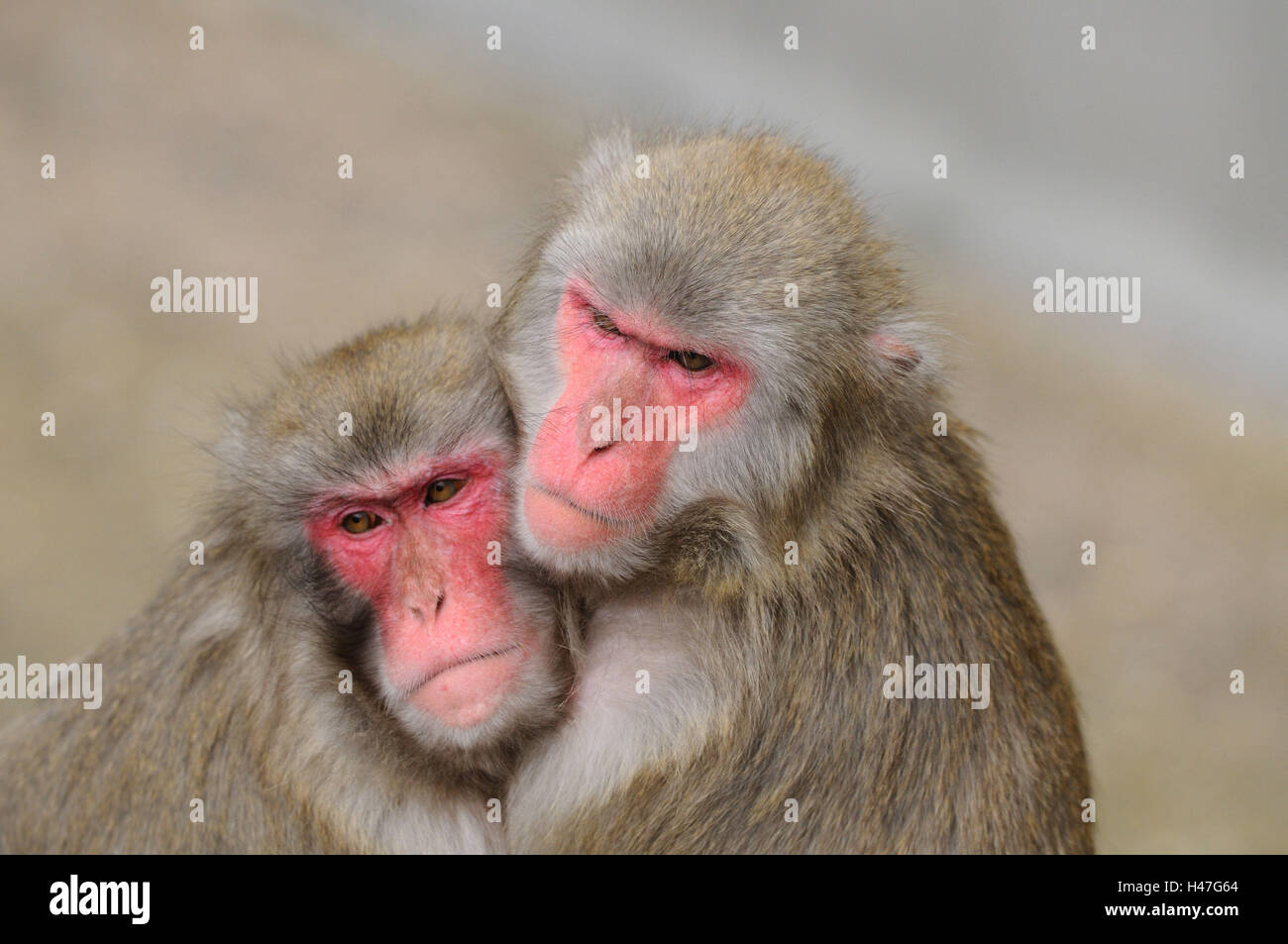 Japanese macaques, Macaca fuscata, half portrait, side view, sitting, cuddling, Looking at camera, focus on the foreground, Stock Photo
