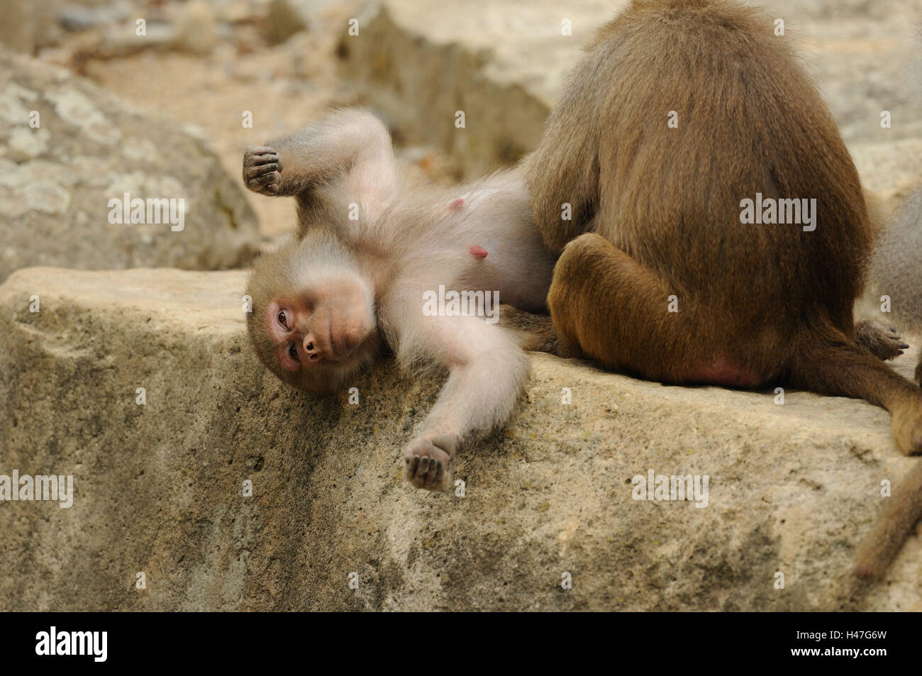 Hamadryas baboon, Papio hamadryas, female, rock, back, lying, Looking at camera, focus on the foreground, Stock Photo