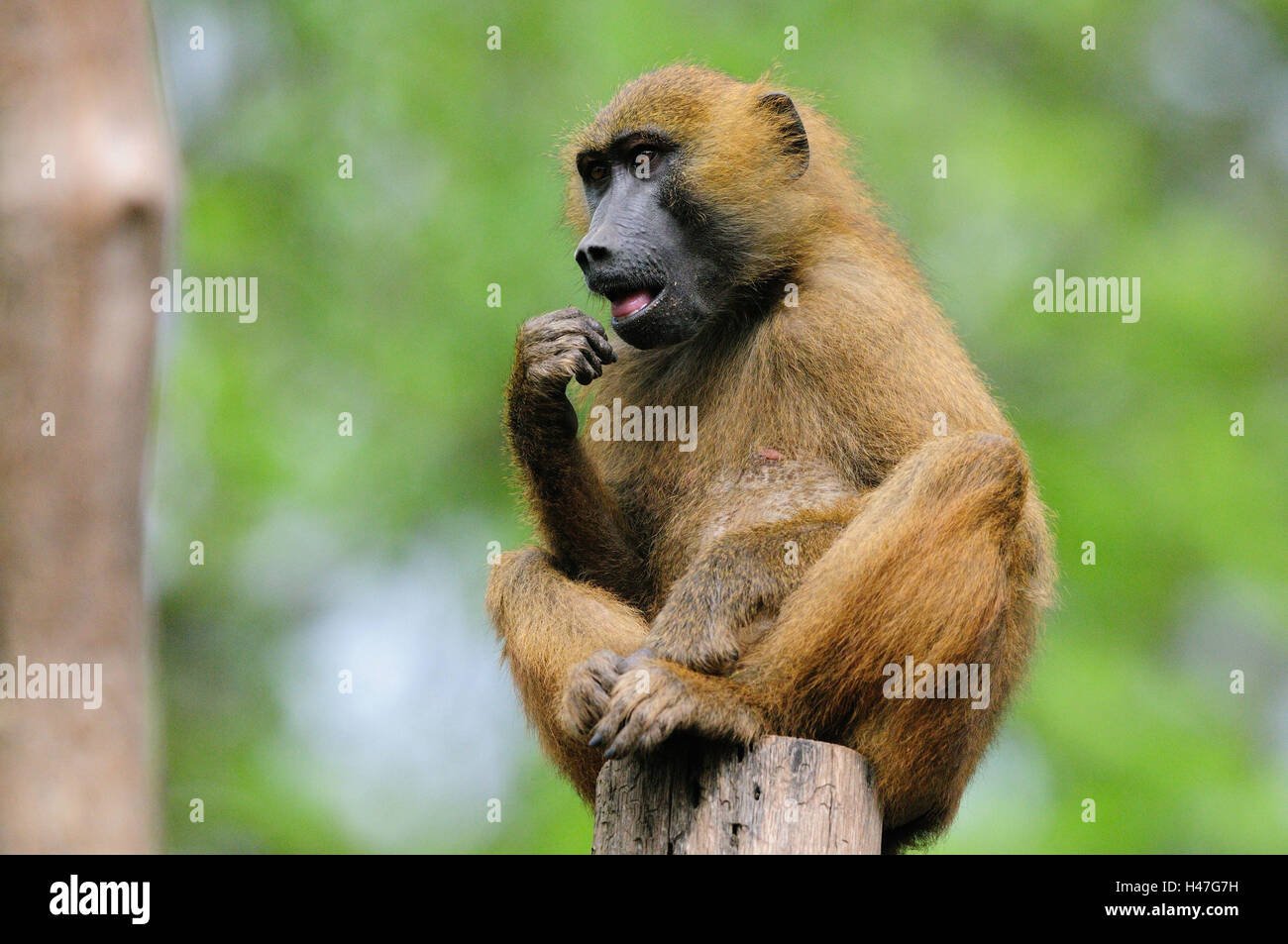 Guinea baboon, Papio papio, half portrait, front view, sitting, lifting, hand, focus on the foreground, Stock Photo
