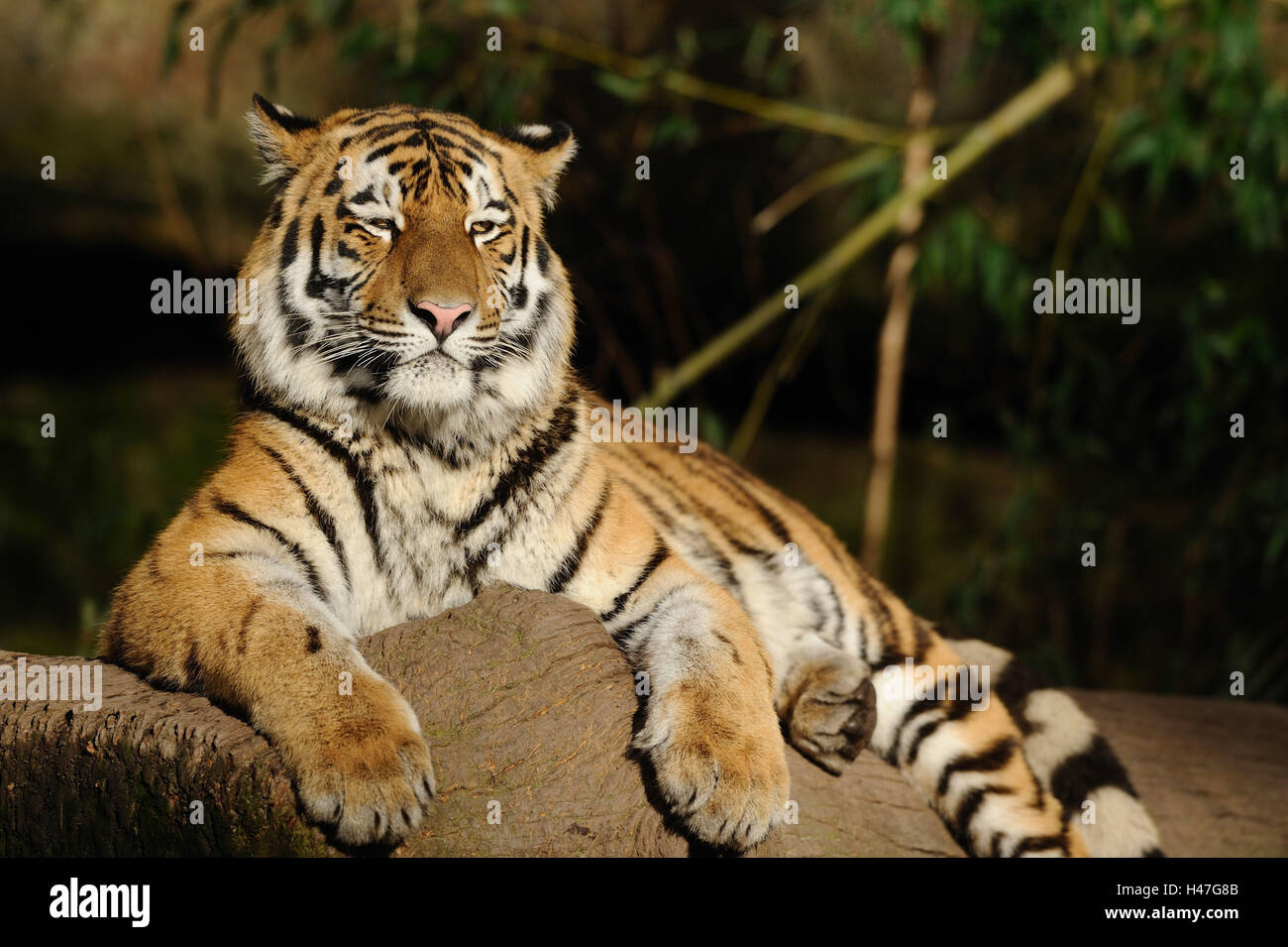 Tiger Lie Siberian tiger, Panthera tigris altaica, head-on, lie, trunk, view in ...