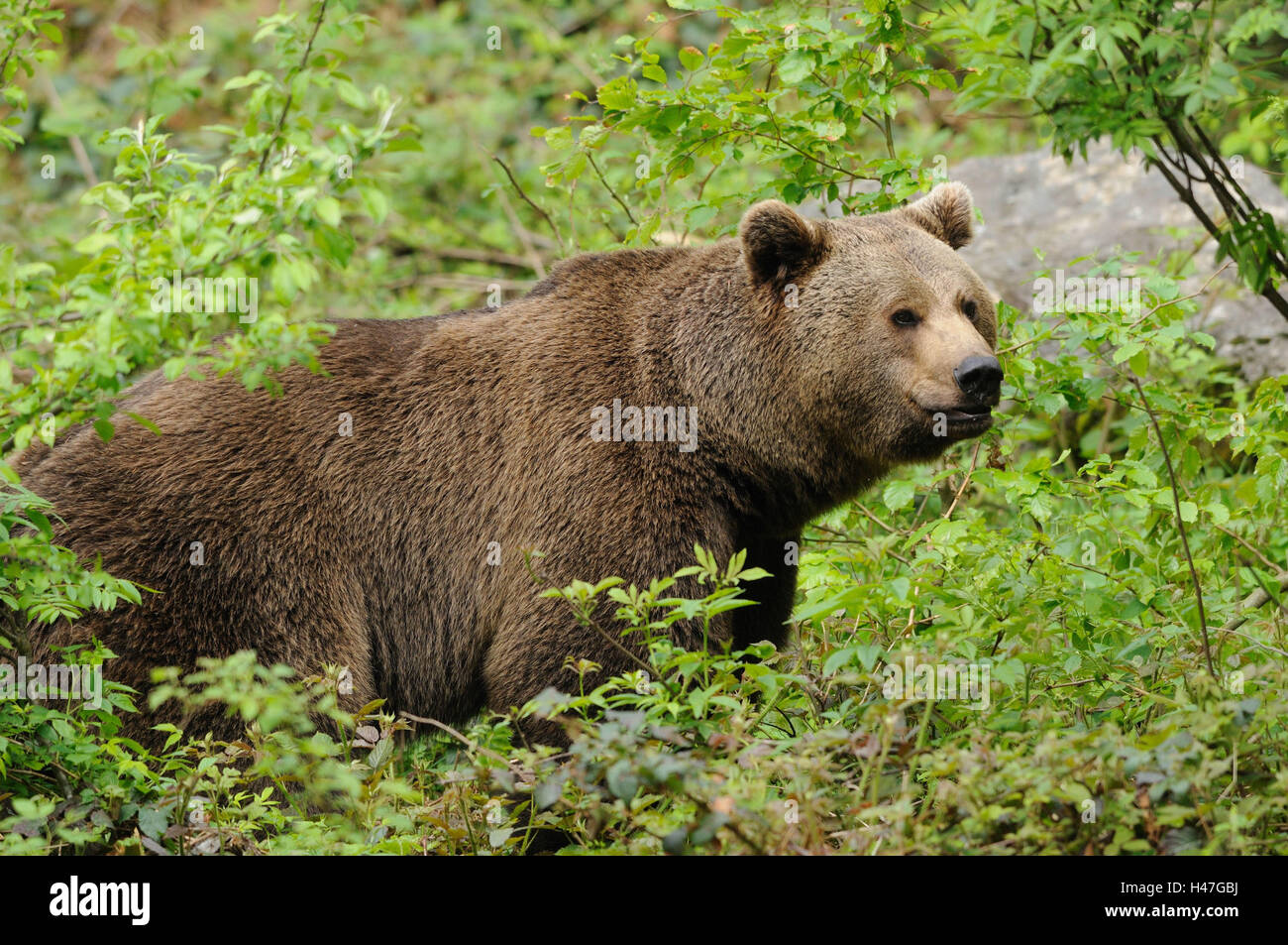 Brown bear side view hi-res stock photography and images - Alamy