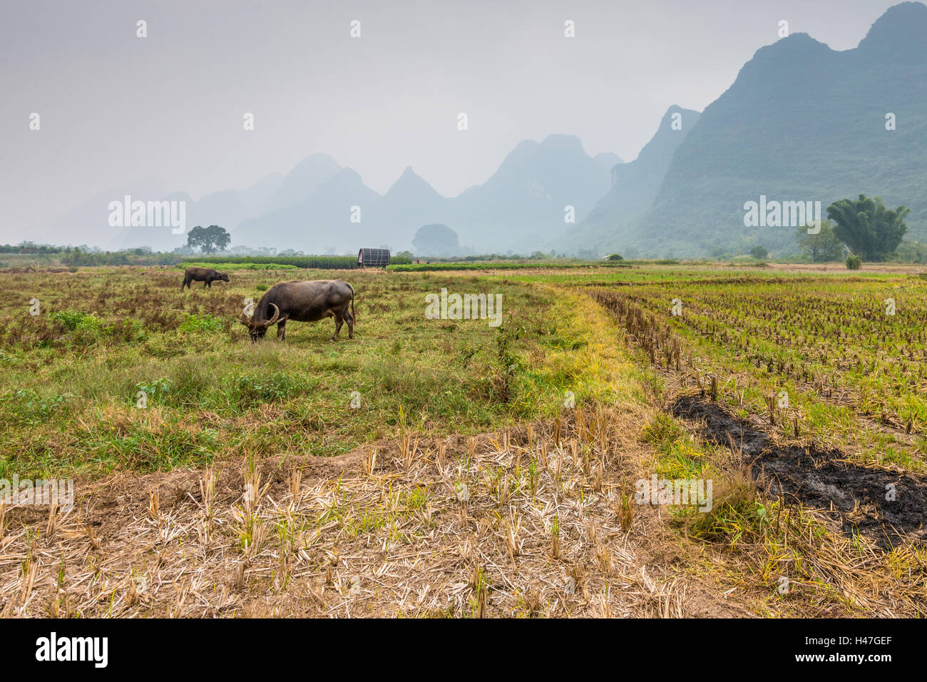 Agricultural field after harvest and grazing cow in rainy weather near Yangshuo, China Stock Photo