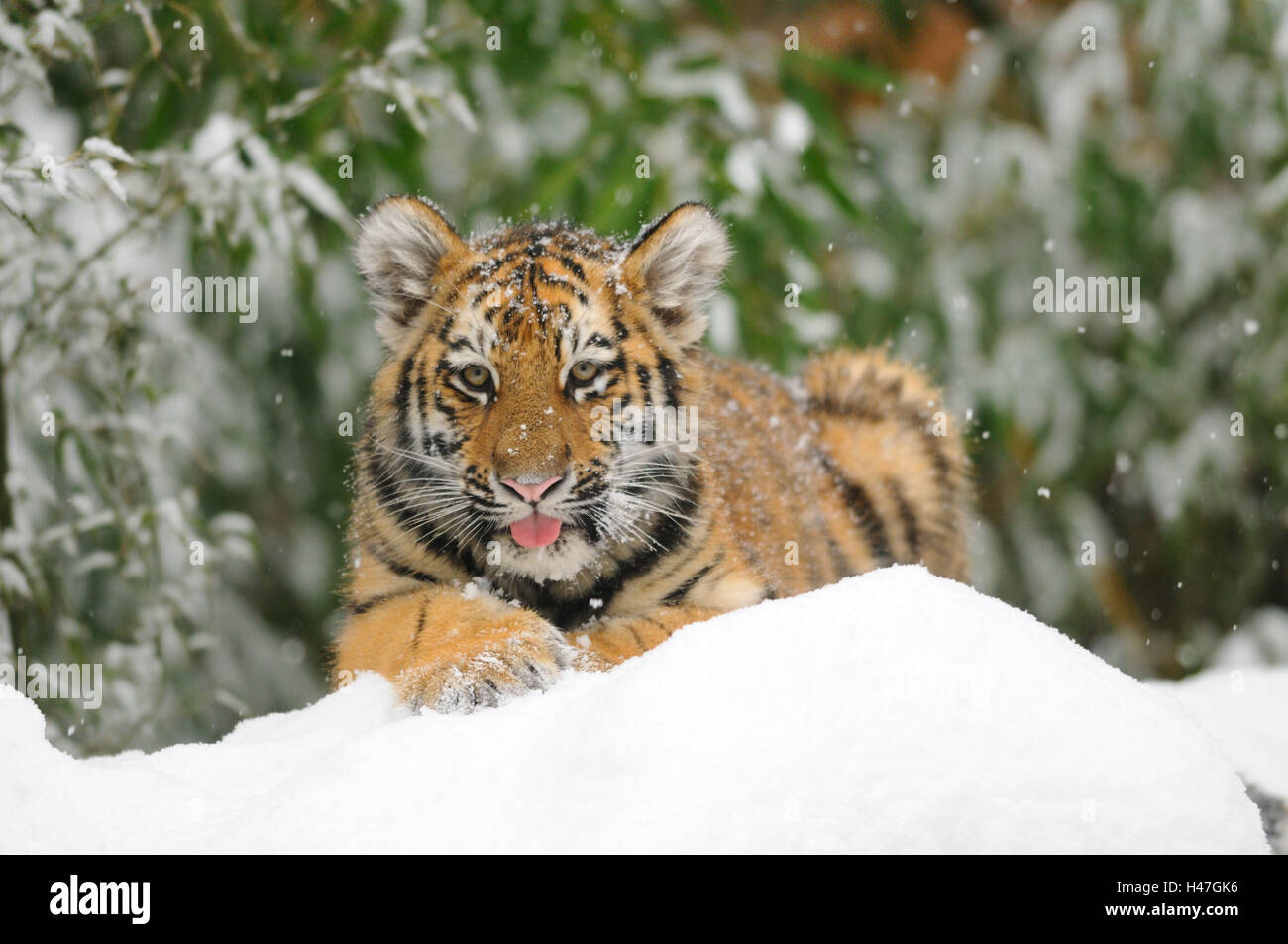 Siberian tiger, Panthera tigris altaica, young animal, snow, head-on, lie, view in the camera, Stock Photo