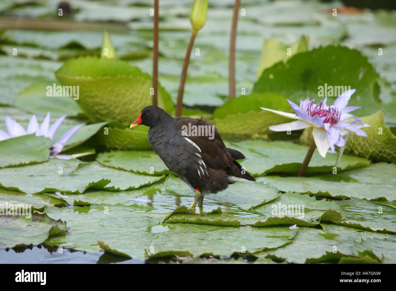 Pond chicken on water lily leaves Stock Photo Alamy