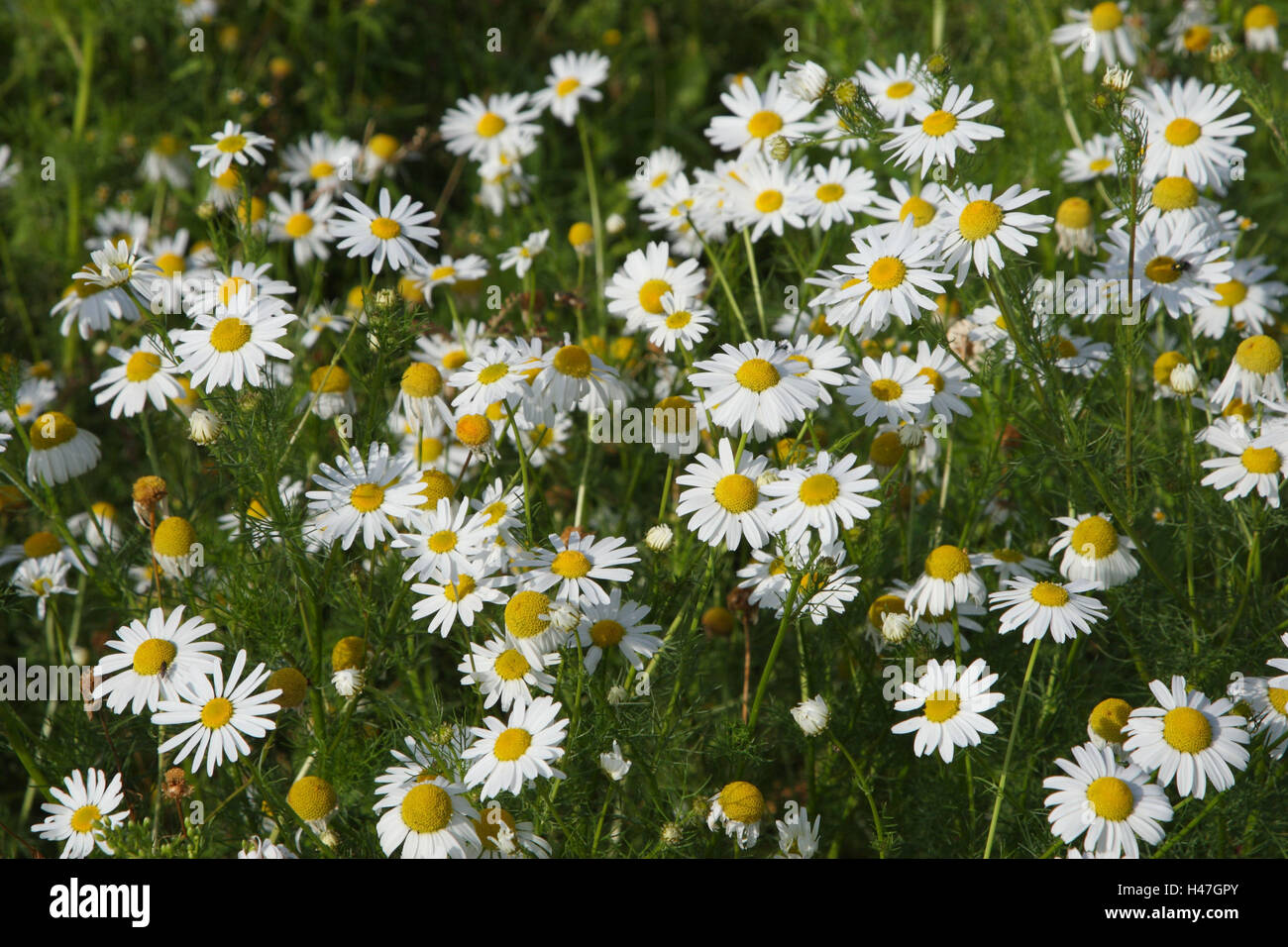 Meadows-oxeye daisys, Stock Photo