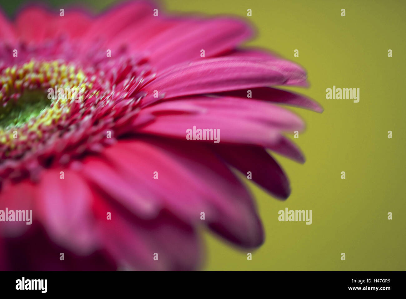 Gerbera, close up, flower, flower blossom, blossom, plant, pink, odour, Stock Photo