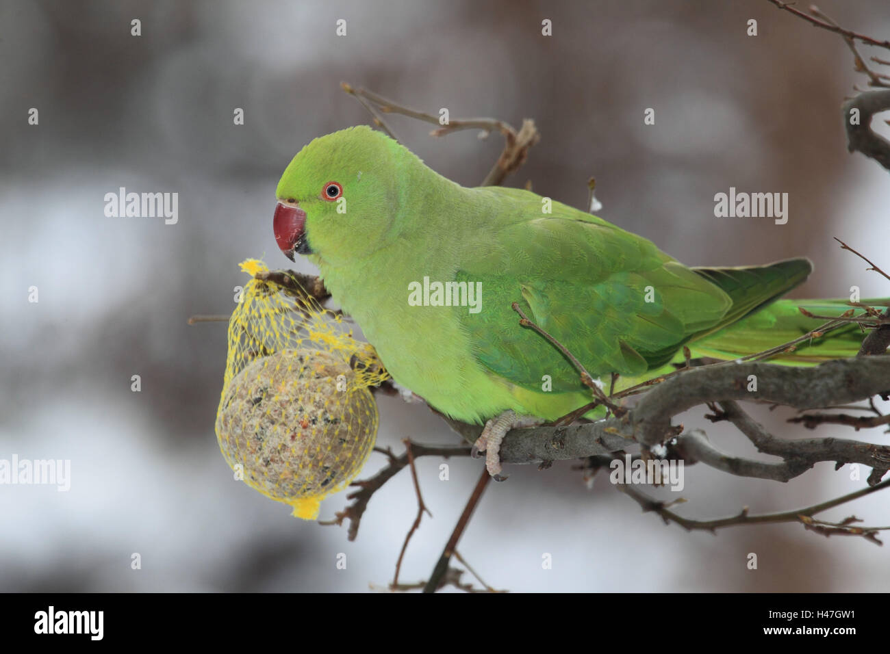 Neckband parakeet in winter on the feeding ground, Stock Photo