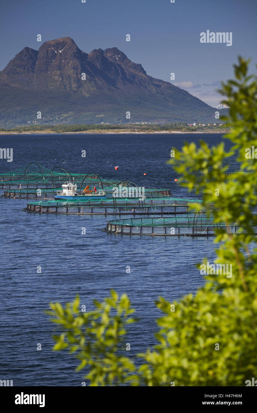Norway, northern country, Steigen (town), Sagfjorden, Straumfjorden, Hamaroya, pisciculture, Stock Photo