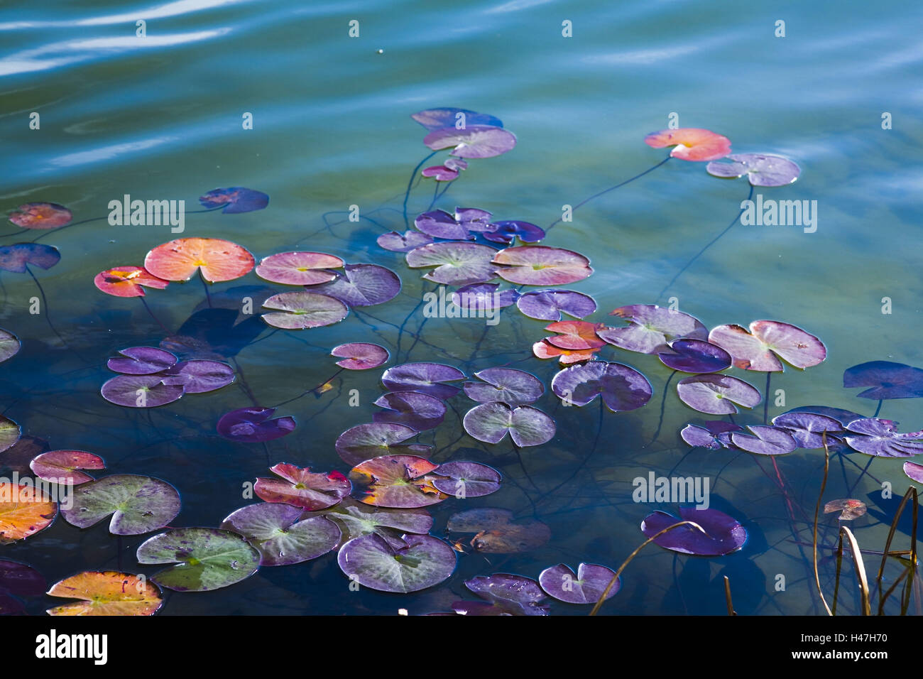 Lily green leaves in hi-res stock photography and images - Alamy