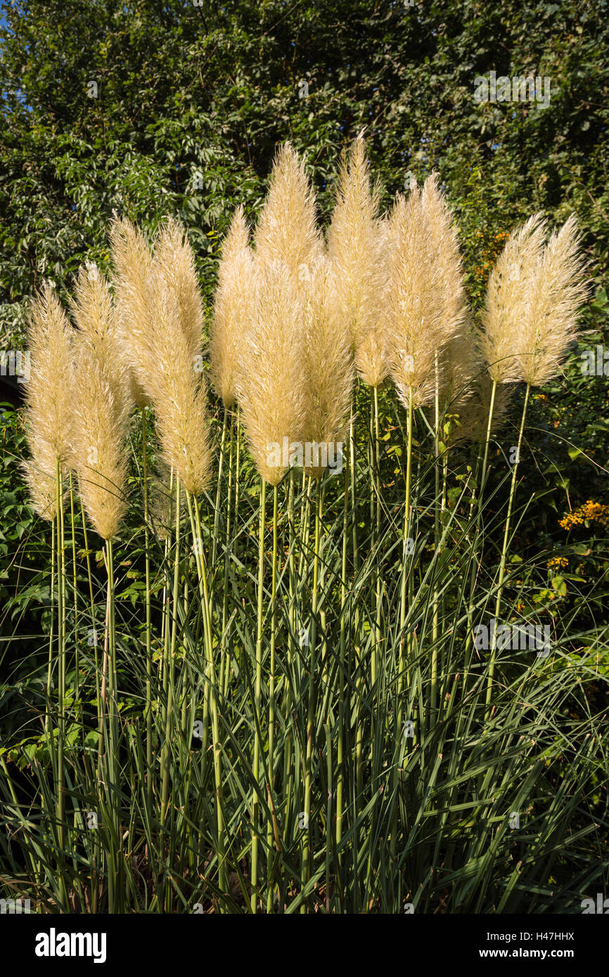 Pampas grass hires stock photography and images Alamy