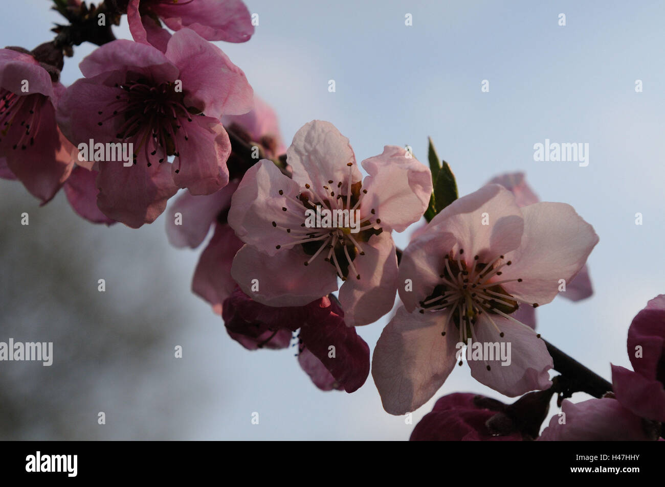 Peach, Prunus persica, focus on the foreground, blossom, Austria, Stock Photo