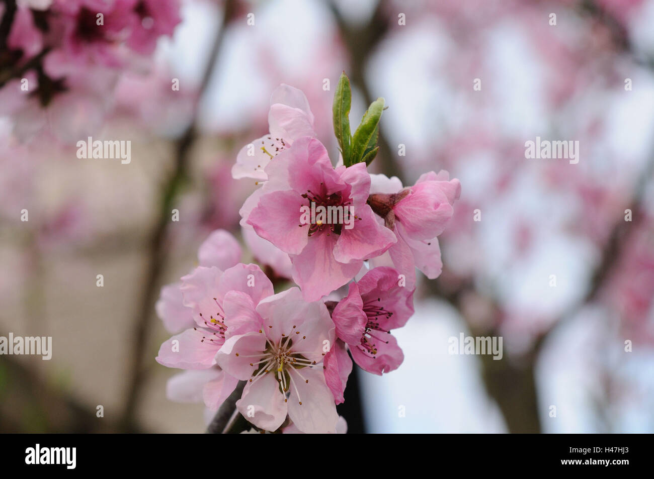 Peach, Prunus persica, focus on the foreground, blossom, Austria, Stock Photo