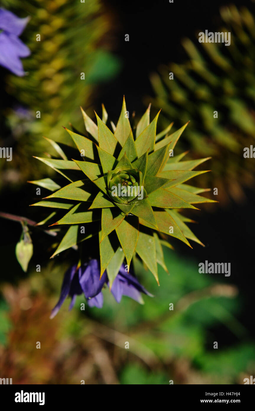 Chilean Araukarie, Araucaria araucana, grow, detail, garden, Germany, Stock Photo