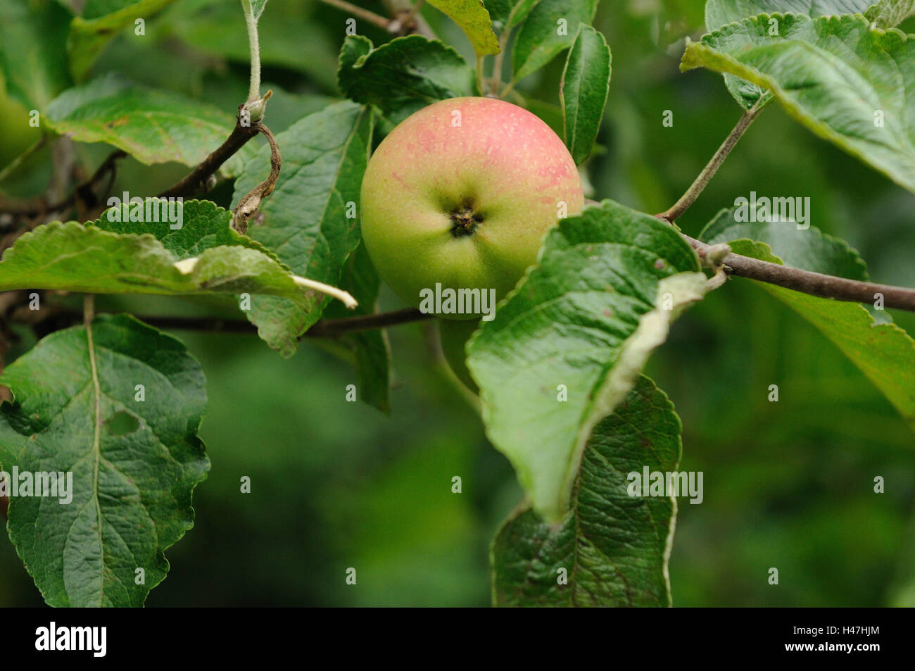 Berlepsch, 'golden rennet baron Berlepsch', apple, Malus spec., Germany, Stock Photo