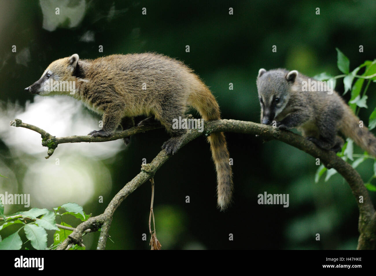 South American coatis, Nasua nasua, young animals, climbing, Stock Photo