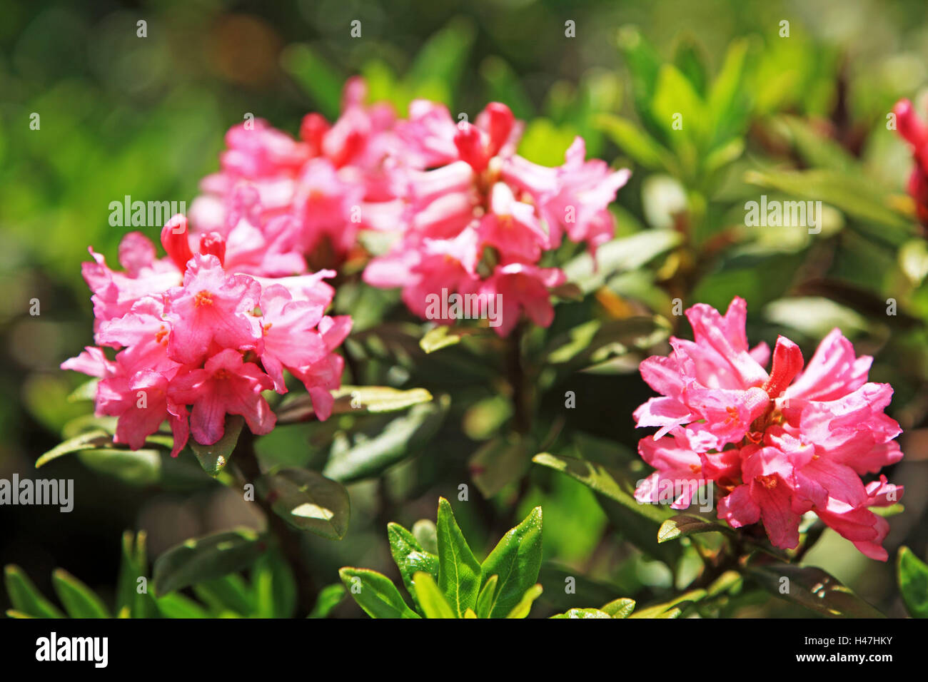 Alpine roses blossom hi-res stock photography and images - Alamy