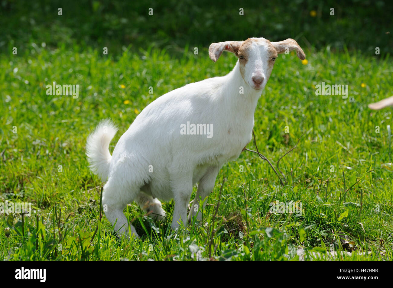 Boer goat, young animal, meadow, side view, standing, peeing, looking