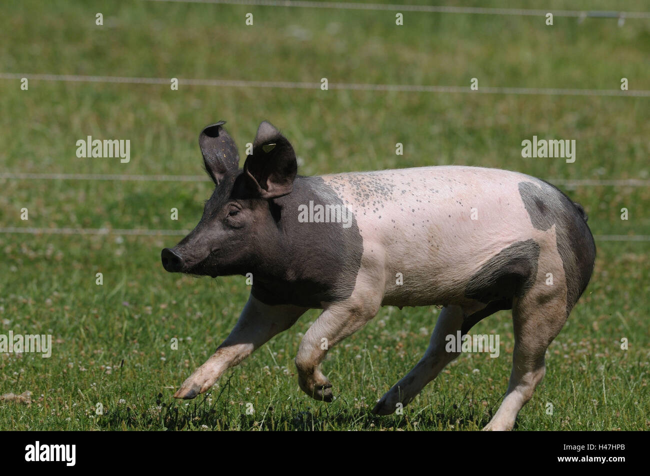 Swabian-Hall swine, meadow, side view, running, Stock Photo