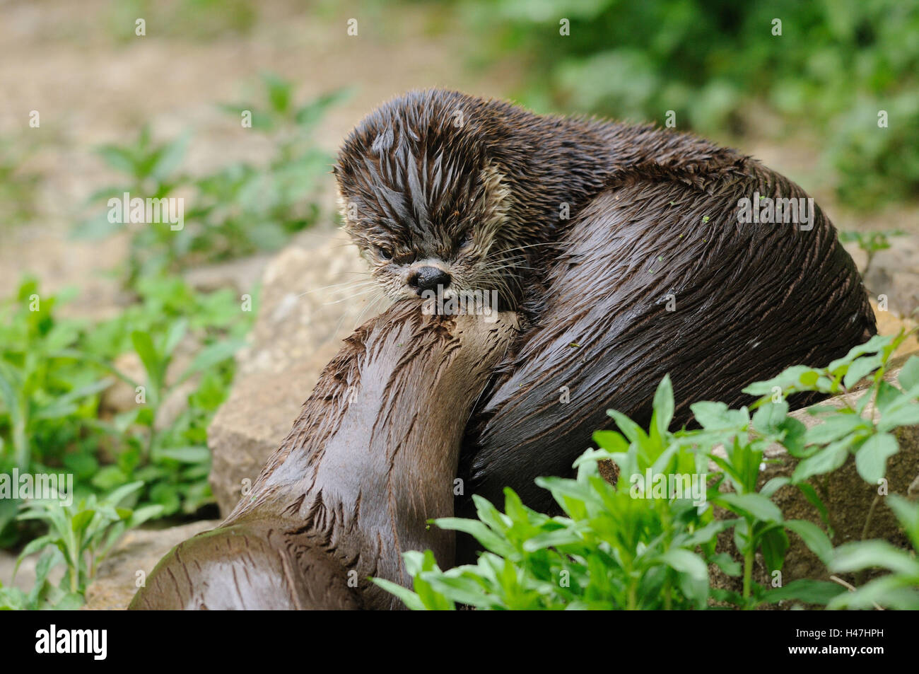 Northern river otters, Lutra canadensis, side view, lying, looking at camera, Stock Photo