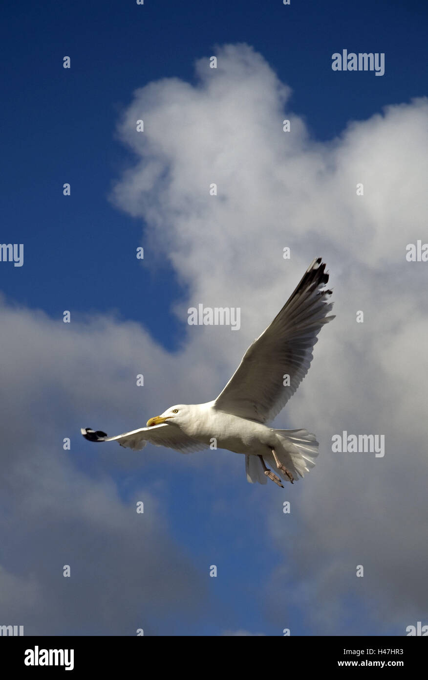 Gull in the flight, Stock Photo