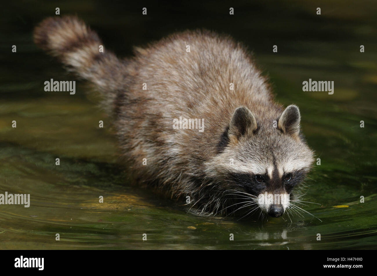 Racoon, Procyon lotor, water, side view, standing, Stock Photo