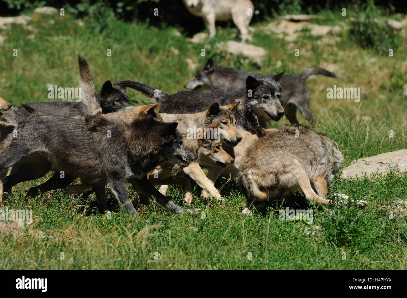 Eastern timber wolves, Canis lupus lycaon, wolf pack, meadow, side view, fighting, Stock Photo