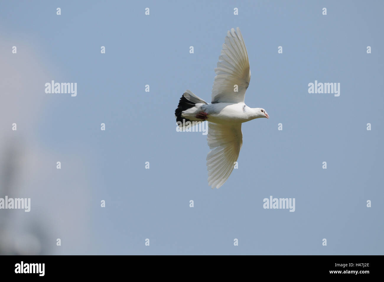 White pigeon, Columbidae, at the side, fly Stock Photo Alamy