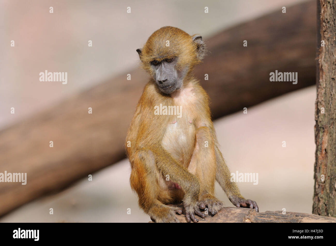 Guinea baboon, Papio papio, young animal, trunk, head-on, sit, focus on the foreground, Stock Photo