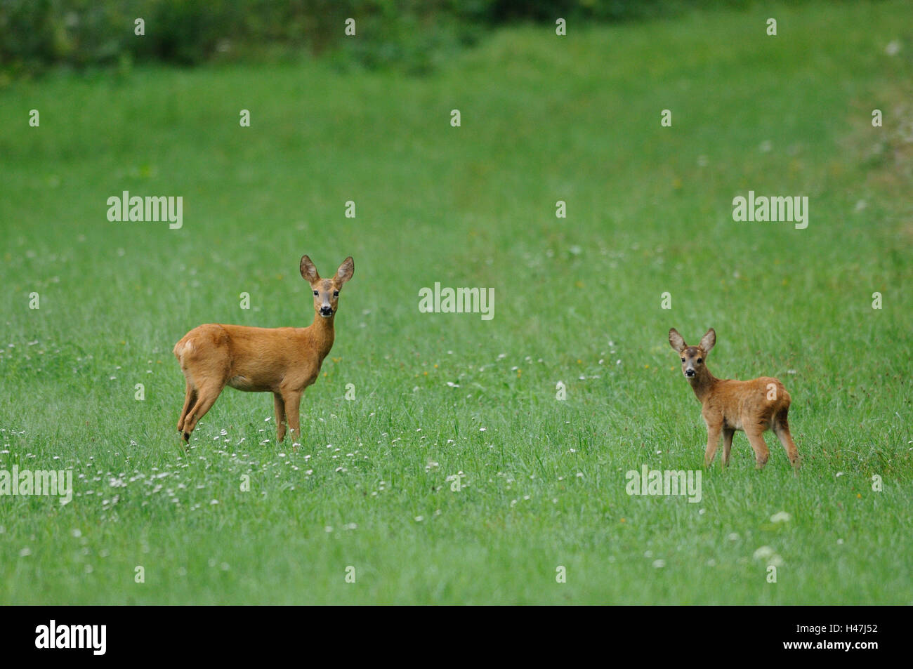 Venisons, Capreolus capreolus, nut with Kitz, meadow, side view, stand, view in the camera, focus on the foreground, Stock Photo