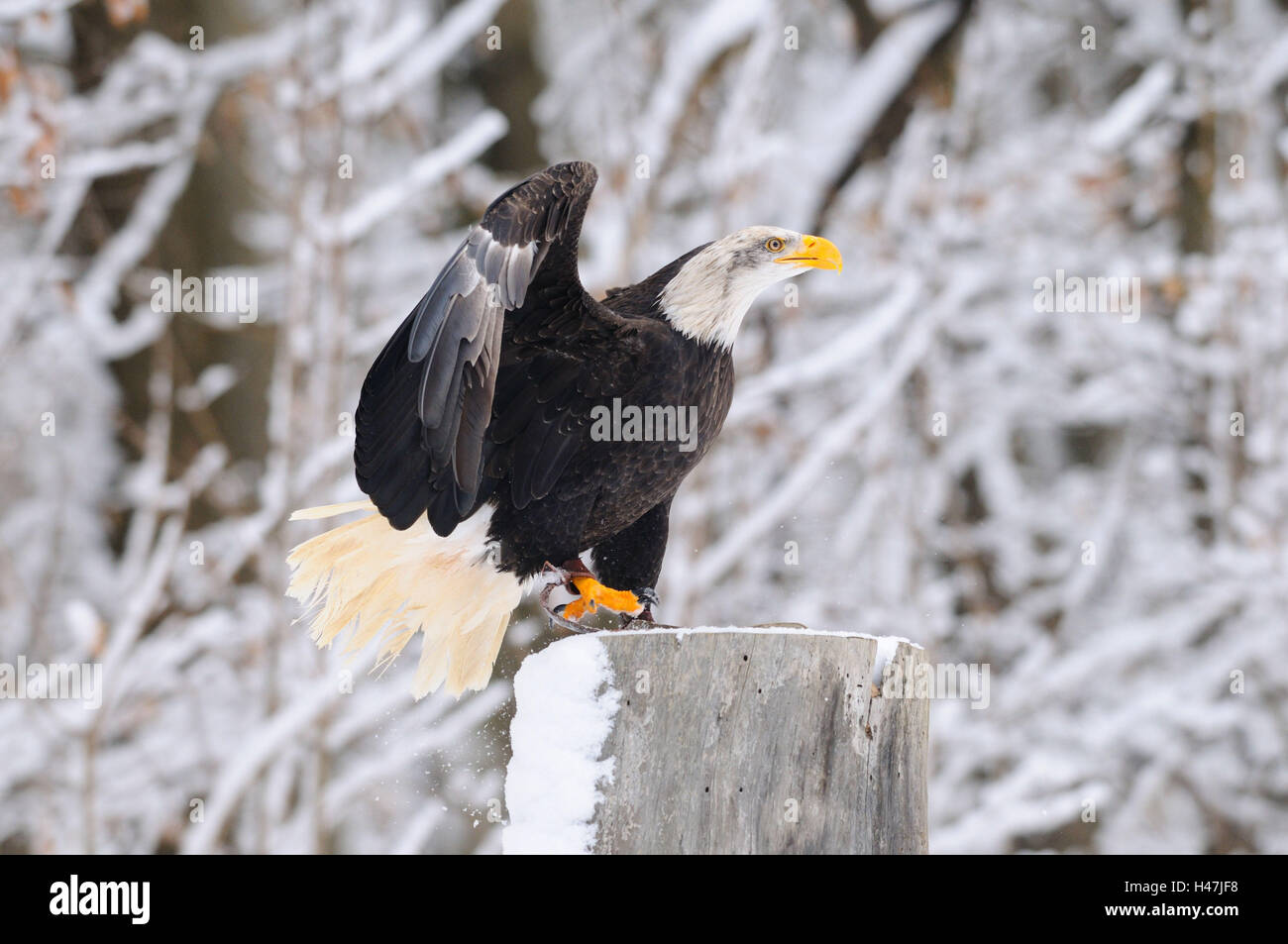 Operation eagle hi-res stock photography and images - Alamy
