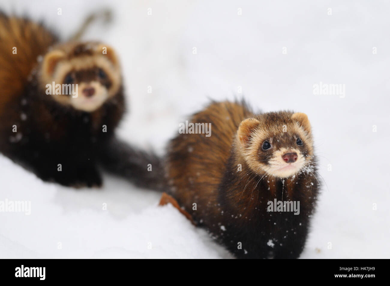 European polecats, Mustela putorius, snow, head-on, stand, view in the camera, Stock Photo