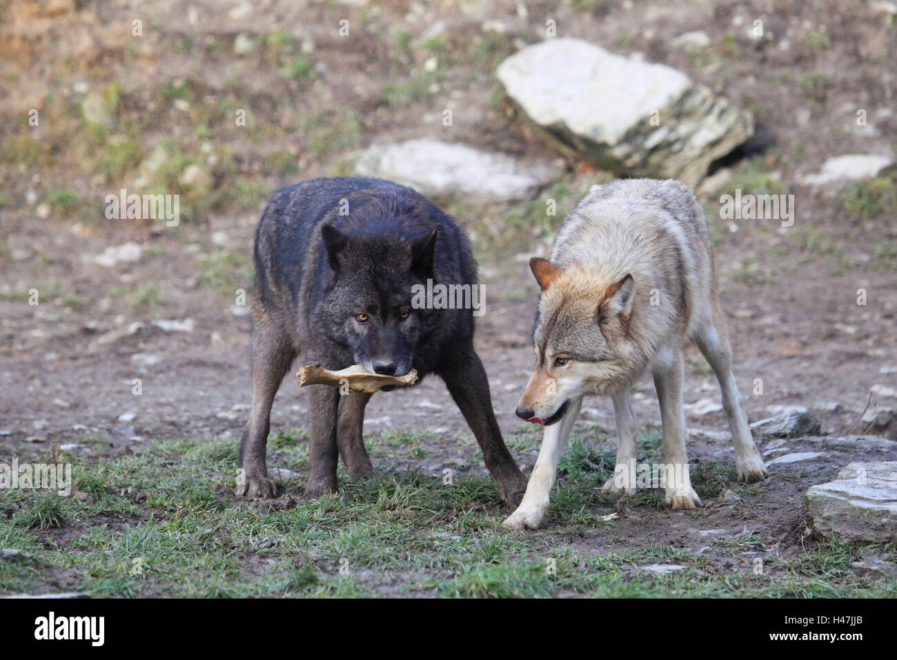 Two wolves, prey Stock Photo - Alamy