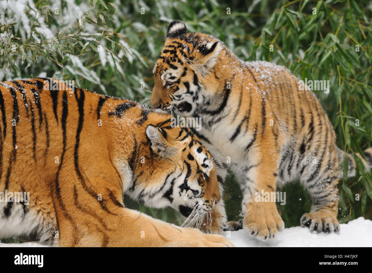 Siberian tiger, Panthera tigris altaica, nut with young animal, snow, side view, lie, Stock Photo